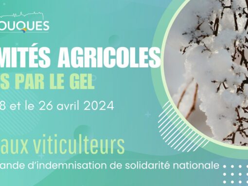 Lancement de la demande d’indemnisation de solidarité nationale (ISN) : calamités agricoles « gel avril 2024 »